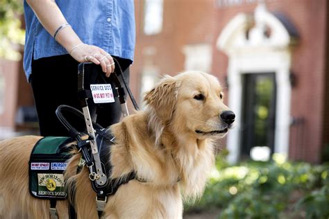  The standard size of this breed can be trained as a guide dog or mobility assistance dog, and all sizes of bernedoodle can help out as medical alert or psychiatric service dogs